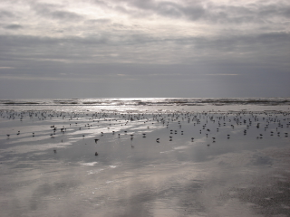 Illustration for article titled Ocean Shores is not boring.
